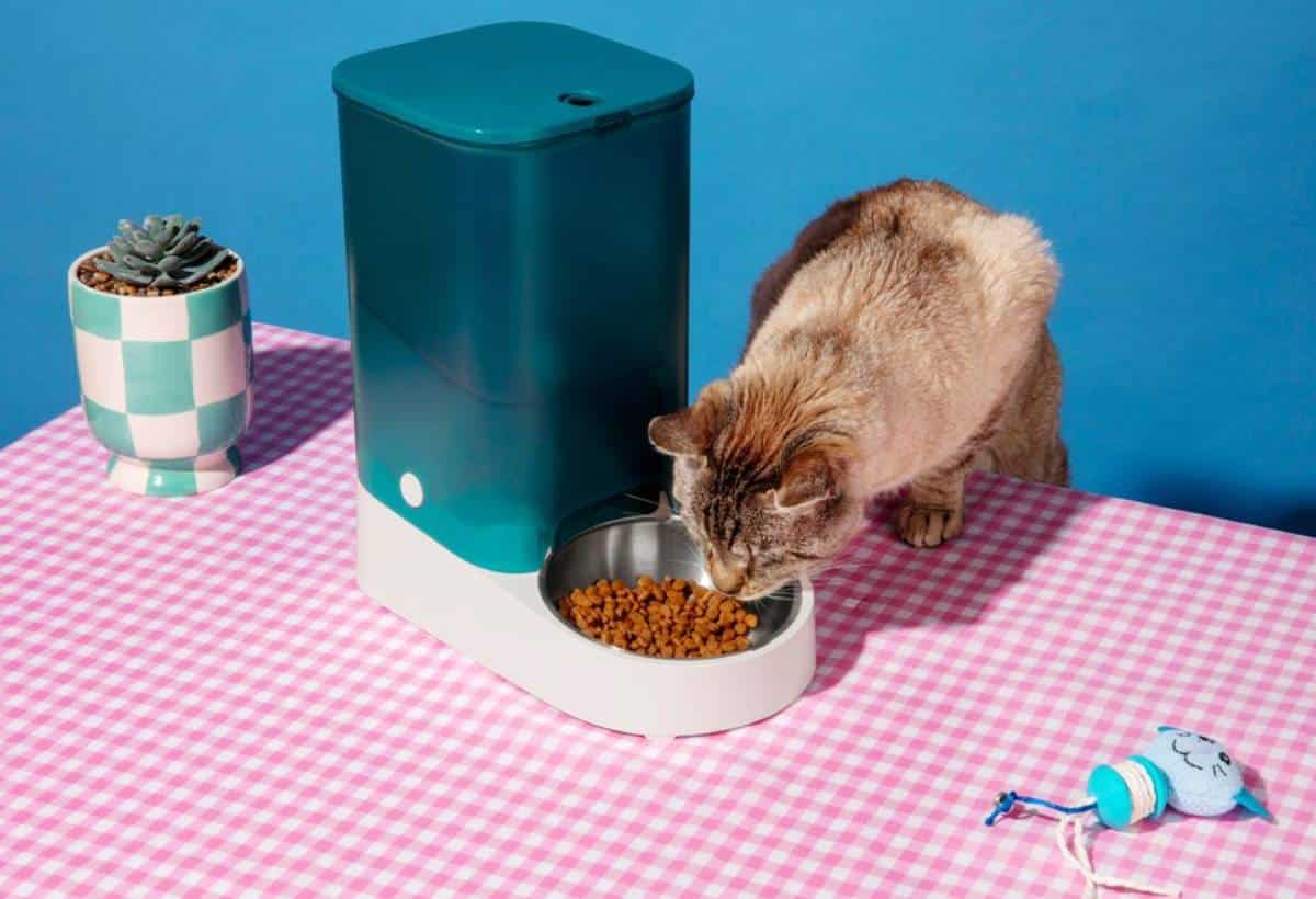 A cat eating from a bowl beside an automatic feeder on a pink checked tablecloth, with a small potted plant nearby.